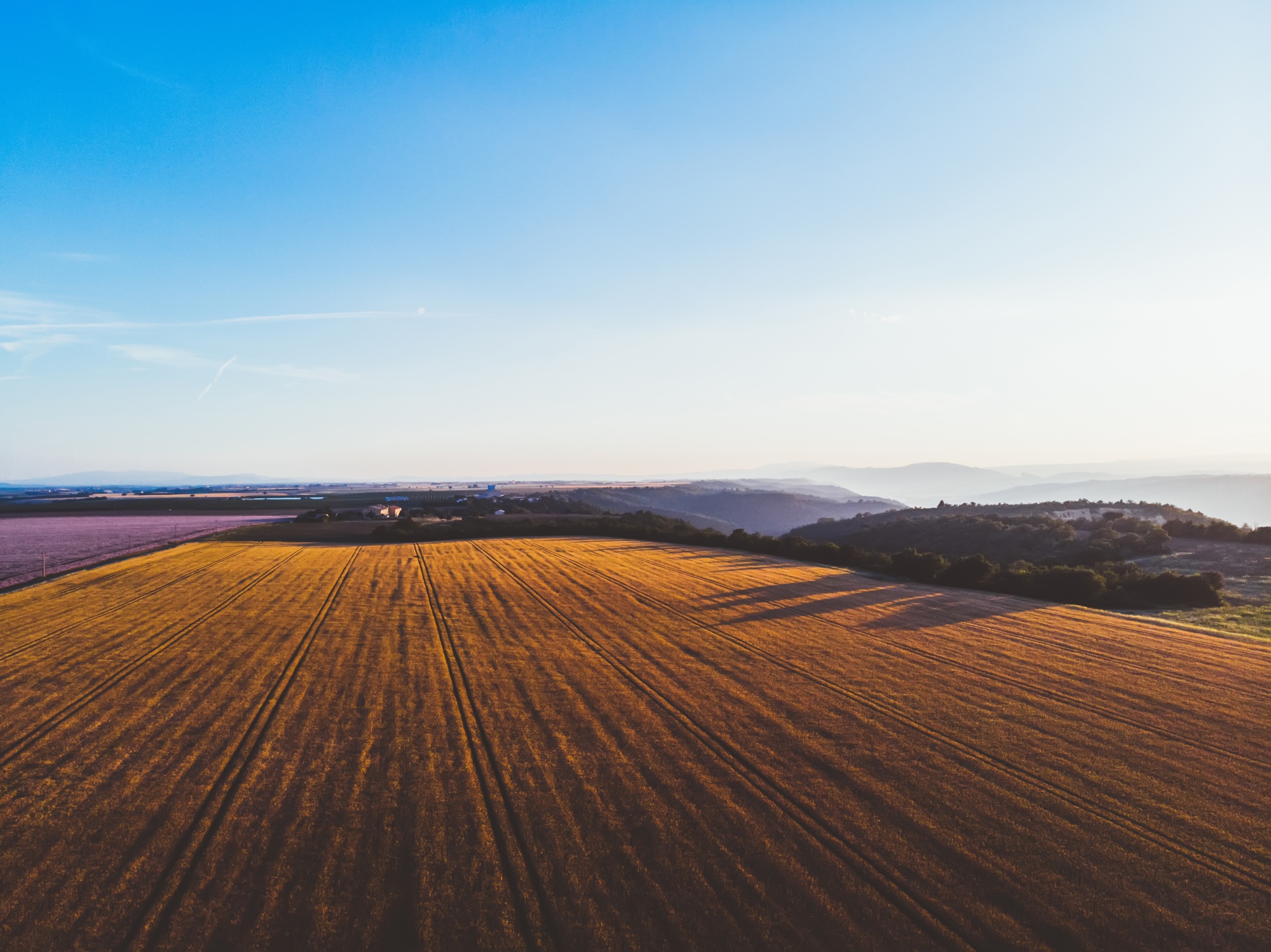 Lavender fields and clear sky