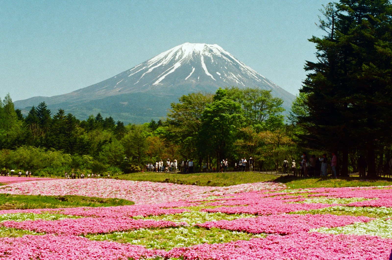 a field of flowers with a mountain in the background
