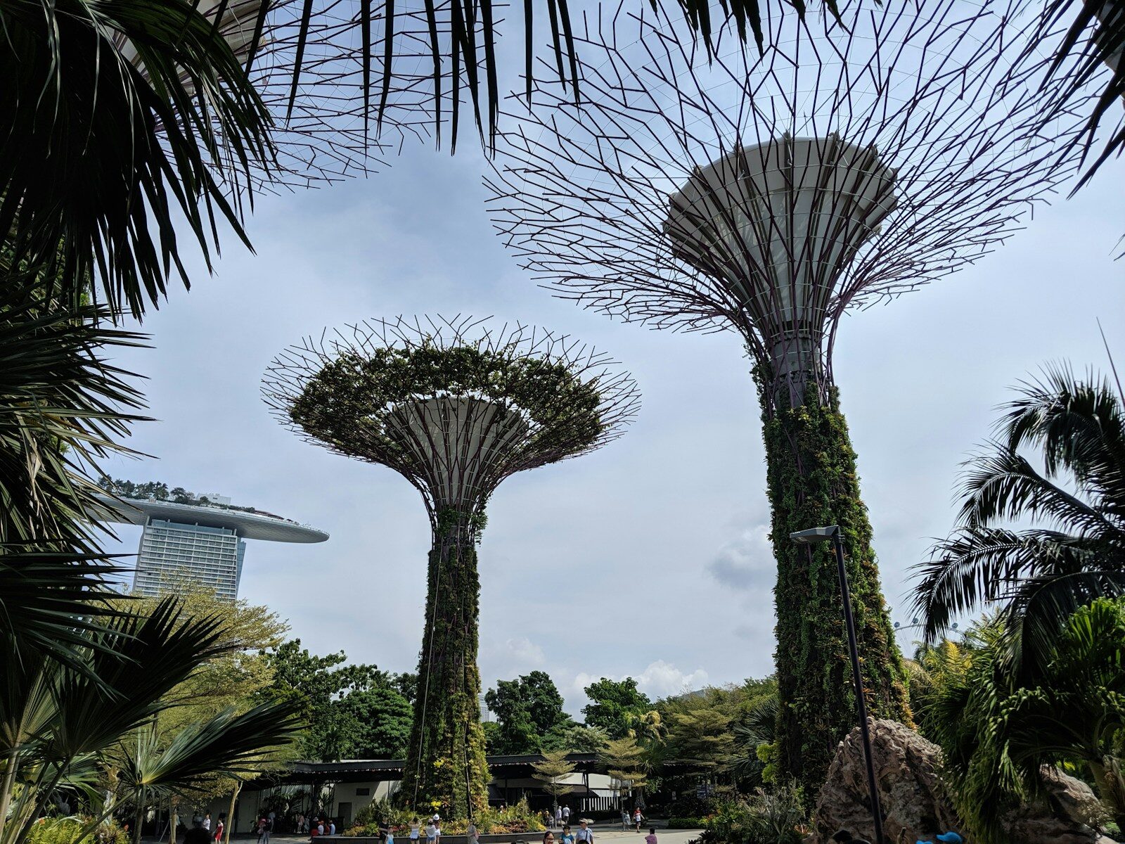a group of trees that are next to each other